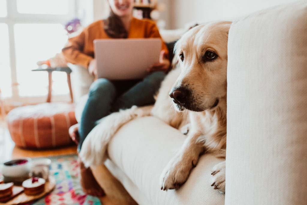 Image: A woman working from home with her dog. Learn about insurance for remote workers.